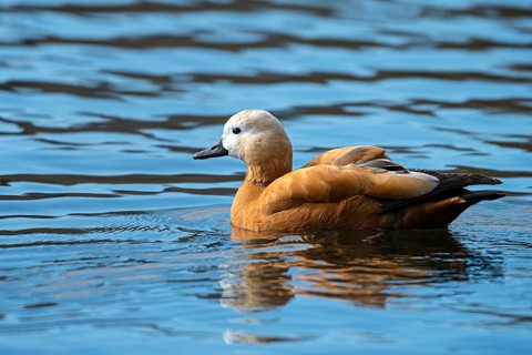 Ruddy shelduck (Tadorna ferruginea), in the water, Heiligenhaus, North Rhine-Westphalia, Germany,