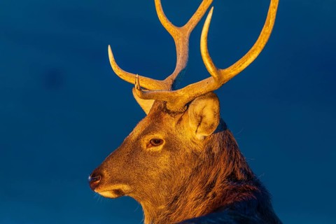Portrait of a Dibowsky stag at sunrise, Cervus nippon hortulorum