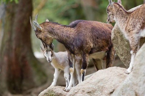 Motherly care. A female bezoar ibex (Capra aegagrus aegagrus) stands together with her goatling on