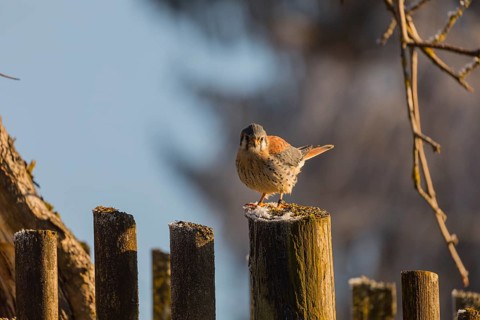 One American kestrel (Falco sparverius) standing on a fence pole in early morning backlight with a