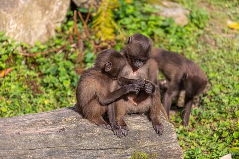 Three baby Gelada (Theropithecus gelada), or bleeding-heart monkey playing on a log