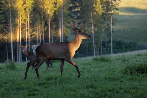 One Altai maral stag, Altai wapiti or Altai elk (Cervus canadensis sibiricus) standing on a meadow