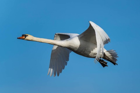 Mute Swan, Cygnus olor, bird in flight over winter marshes
