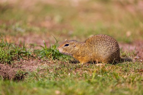 A European ground squirrel (Spermophilus citellus) or European souslik sits in green gras, looking