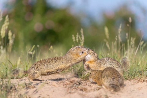 European ground squirrel (Spermophilus citellus) or European souslik sitting on sand and in tall