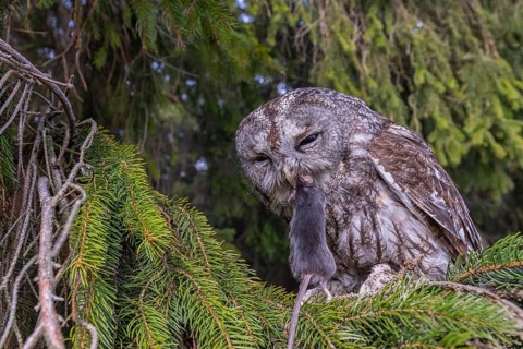 One tawny owl or brown owl (Strix aluco) sitting on a branch of a spruce tree, feeding on a mouse