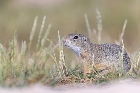 European ground squirrel (Spermophilus citellus) or European souslik sitting on sand and in tall