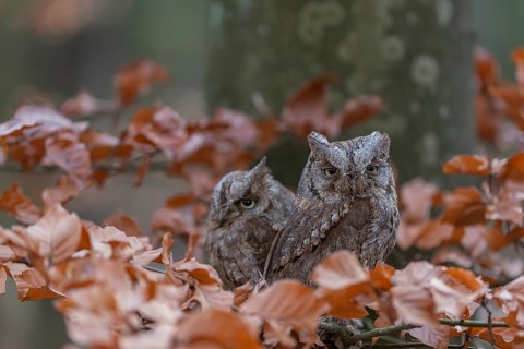 Two Eurasian scops owls (Otus scops)sitting on a twig of a beech tree, embedded in brown leafs