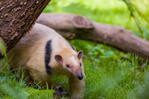 One southern tamandua (Tamandua tetradactyla), walks through dense undergrowth of a forest
