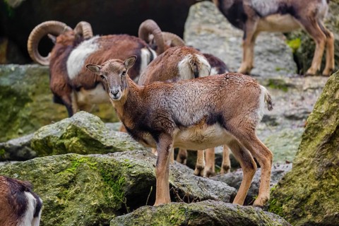 A group of European mouflon (Ovis aries musimon) stands on a rocky slope