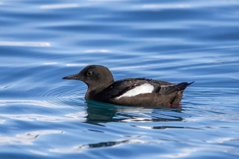 Black guillemot, tystie (Cepphus grylle) in breeding plumage swimming in the Arctic ocean along the