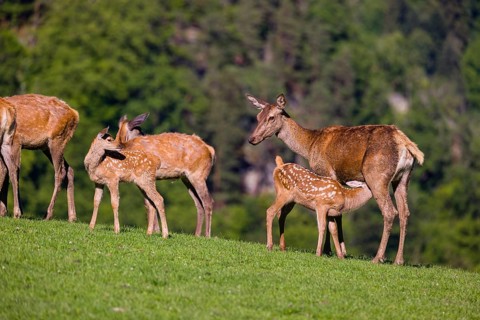 One red deer doe (Cervus elaphus) stands on a meadow and suckles her fawn. A forest in the distant