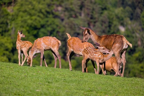 One red deer doe (Cervus elaphus) stands on a meadow and suckles her fawn. A forest in the distant