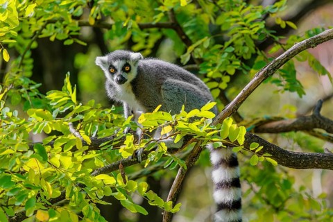 A ring-tailed lemur (Lemur catta) sits high up in a tree on a branch between fresh green leaves