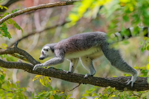 A ring-tailed lemur (Lemur catta) climbs high up in a tree on a branch surrounded by fresh green