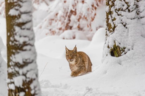One young male Eurasian lynx, (Lynx lynx), walking through deep snow covered undergrowth in a