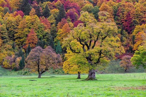 Trees with fall foliage at the Nature conservancy area Grosser Ahornboden. Sycamore maple trees,