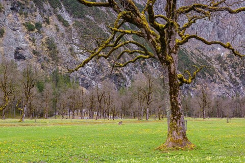 Sycamore maple trees, Acer pseudoplatanus, in springtime. Nature conservancy area Grosser