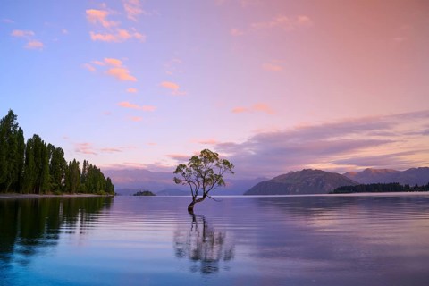 A lone tree juts out of calm water under a pink sky, summer, Lake Wanaka, Wanaka, Otago, South