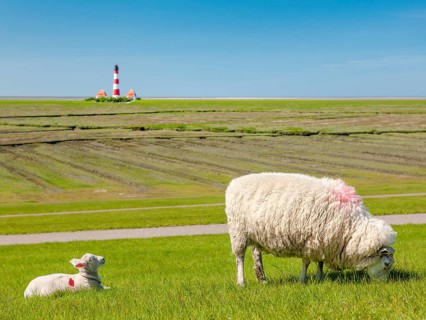 Sheep and lamb grazing on a dyke at the North Sea, in the background the lighthouse