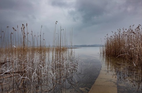 Reed belt with gloomy clouds in winter at Lake Mondsee, Salzkammergut, Upper Austria, Austria,