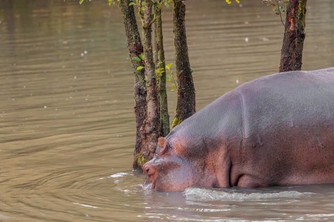 An adult hippopotamus (Hippopotamus amphibius) stands grazing in the shallow water of a river