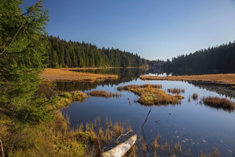 Lake Großer Arbersee in autumn. A floating mat is covering some parts of the lake