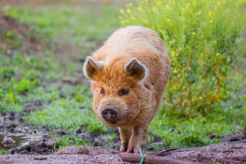 Kunekune pig, sus scrofa domesticus, a domestic breed from New Zealand
