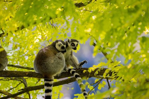Three ring-tailed lemurs (Lemur catta) sitting in a tree with fresh green leaves