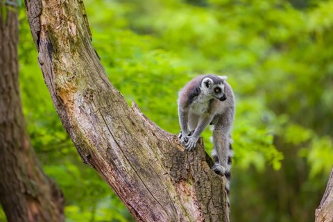A young ring-tailed lemur (Lemur catta) climbs in a dead tree