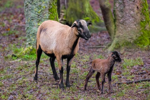 A female Cameroon or Cameroon Dwarf sheep, Ovis gmelini aries, and its lamb stand on a forest edge