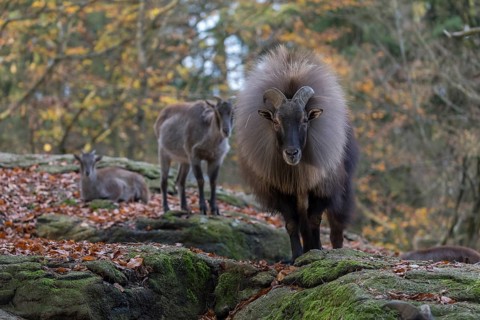 One female and one male Himalayan Tahr (Hemitragus jemlahicus) standing in a forest. Green and