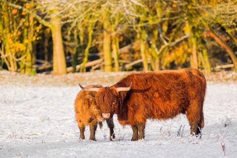 A highland cow (Bos primigenius taurus) and her calf stand at the edge of a forest on a