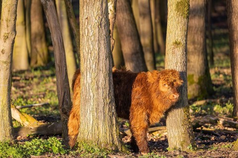 A Highland calf (Bos primigenius taurus) stands in a forest