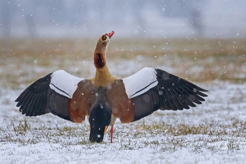 Egyptian goose (Alopochen aegyptiaca) mating male, drake, Afrotropical duck, neozone, winter