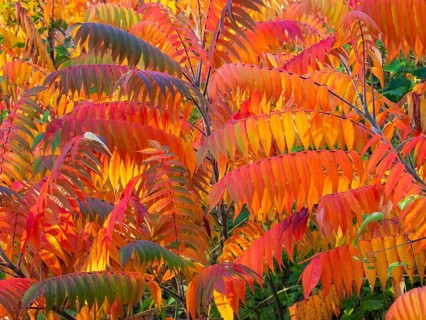 Stag's horn sumach (Rhus typhina), leaves in autumn colour, Hessen, Germany, Europe