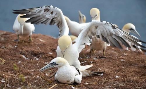 Gannets (Morus bassanus) mating on Heligoland, Schleswig-Holstein, Germany, Europe