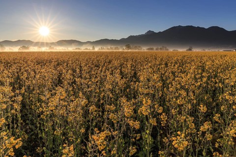 Rape field, sunrise, sunbeams, backlight, mountain landscape, fog, Schlehdorf, Alpine foothills,