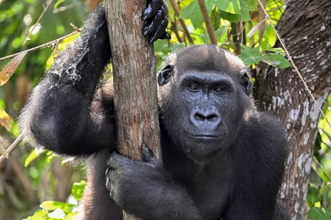 Western lowland gorilla (Gorilla gorilla gorilla), portrait, Réserve Lésio-Louna nature reserve,