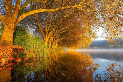 Autumn colours on the Platanen Allee, Hardenberg Ufer, lakeside path on Lake Baldeney, near Haus
