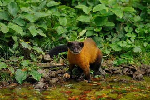 A marten at a small watercourse in the forest, surrounded by dense foliage, coloured marten,