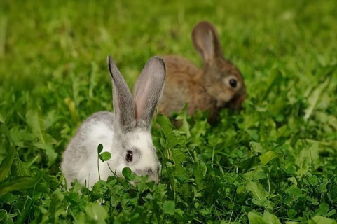 A white and a brown hare sitting in the grass, domestic rabbit (Oryctolagus cuniculus forma