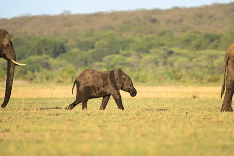 Elephant calf, Loxodonta africana, is walking between two adult African elephants in front and back