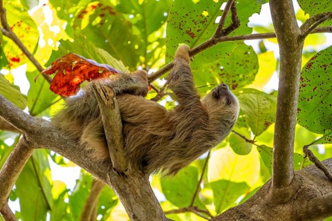 Hoffmann's two-fingered sloth (Choloepus hoffmanni) on a branch, Cahuita National Park, Costa Rica,