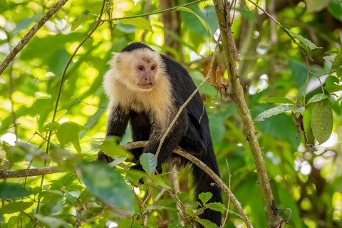 Panama capuchin monkey (Cebus imitator) in a tree, Cahuita National Park, Costa Rica, Central