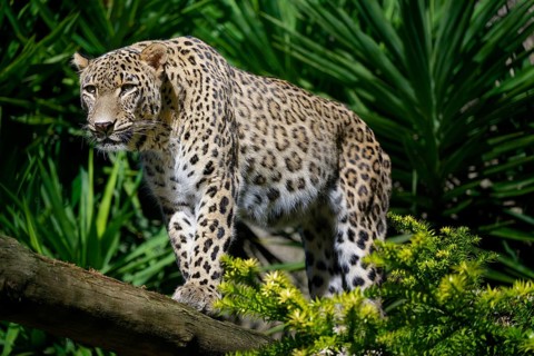 Persian leopard also known as Anatolian leopard or Caucasian leopard (Panthera pardus tulliana) in