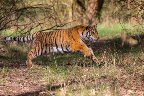 One young female Siberian Tiger, Panthera tigris altaica, running thru a birch tree forest. Early