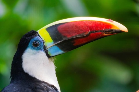 White-throated Toucan (Ramphastos tucanus), portrait of adult bird, native to South America,