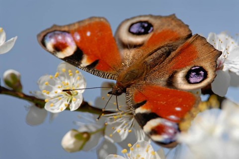Peacock butterfly (Inachis io, Nymphalis io) on the flowers of blackthorn (Prunus spinosa),