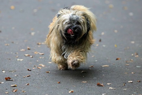 Lhasa Apso, Lhasa Terrier, Lion Dog, Tibet